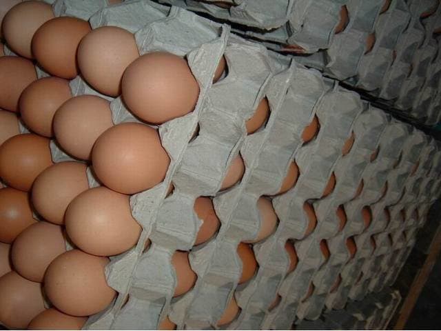 Farm Fresh Chicken Brown _ White Table Eggs